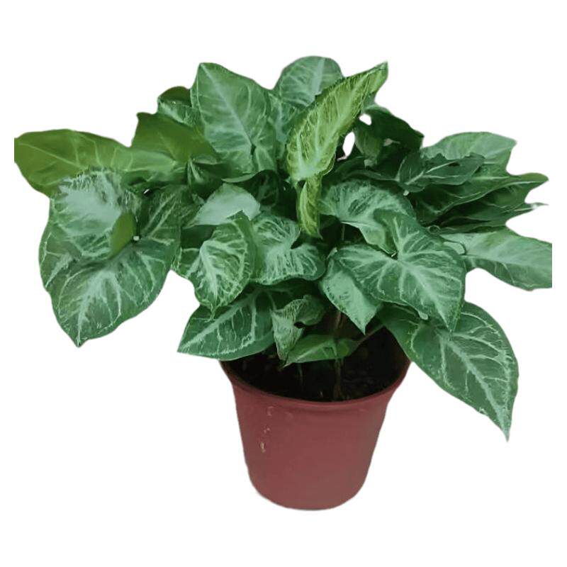 绿精灵合果芋净化空气室内植物