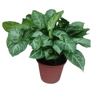绿精灵合果芋净化空气室内植物