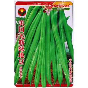 长豆角种子豇豆种籽春秋播种四季豆芸豆无架豆角籽豆角种孑菜种子