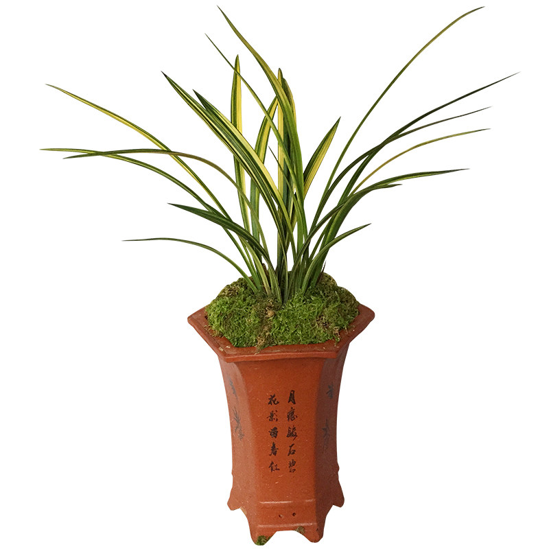 花苗罕见金边好养盆栽建兰