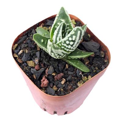 皇帝多肉植物硬叶玉露王妃带土