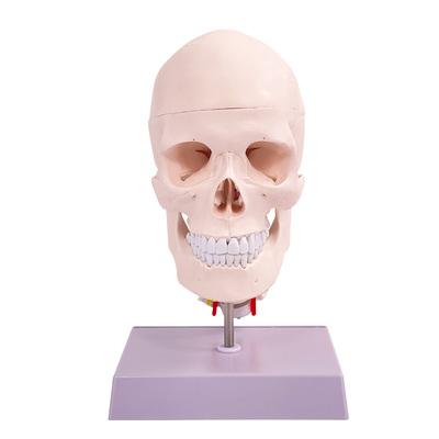 蓝蝶头颅骨模型骷髅头头骨模型