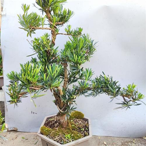 大树造型老桩黄杨金钻罗汉松原生小老桩矮桩精品盆景庭院造景绿植,鲜花速递/花卉仿真/绿植园艺,造型盆景,淘宝优惠券,粉丝福利购,淘宝优惠卷