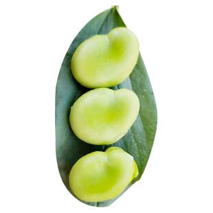 北斗七星大蚕豆种籽种子特大高产本地蔬菜秋天日本孑菜种大全批发