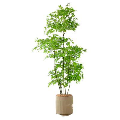 仿真绿植落地摆件南天竹