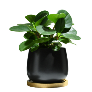 碧玉植物室内净化空气花卉四季常青好养活花卉豆瓣绿桌面绿植盆栽