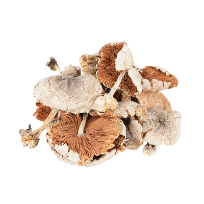 五朵鲜一锅自种稻草菇煲汤鲜十倍