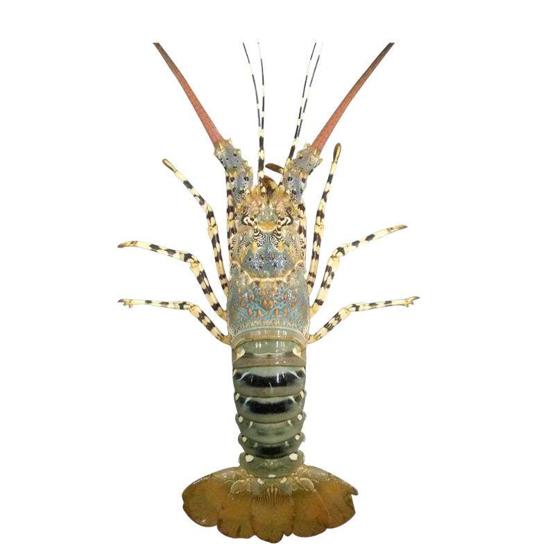 澳洲大龙虾 鲜活冷冻大澳龙海鲜海奥龙大龙虾冻虾大虾顺丰包邮