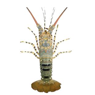 澳洲大龙虾 鲜活冷冻大澳龙海鲜海奥龙大龙虾冻虾大虾顺丰包邮