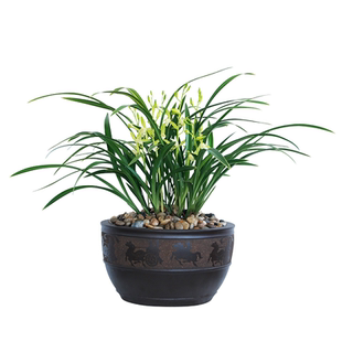 浙江正品紫藤三叶青种苗假一罚十 金线带葫芦苗清热解毒 基地直销