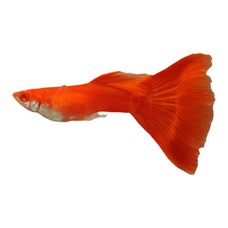 孔雀鱼精品纯种凤尾鱼观赏鱼活体淡水鱼小型热带鱼大耳孔雀胎生鱼