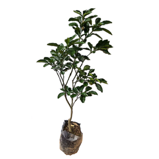 柚子树苗正宗容县沙田柚苗三红心蜜柚泰国红宝石越南青柚庭院种植