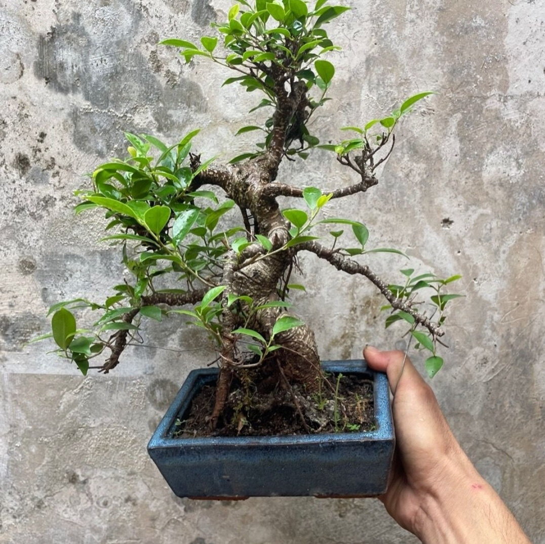 游龙式虎皮榕矮霸造型盆景台湾气根榕树老桩悬崖虎皮榕树盆景庭院