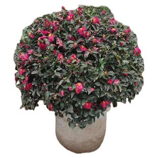 茶梅小苗球茶梅树苗庭院阳台室内外浓香型耐寒花卉盆栽四季常青