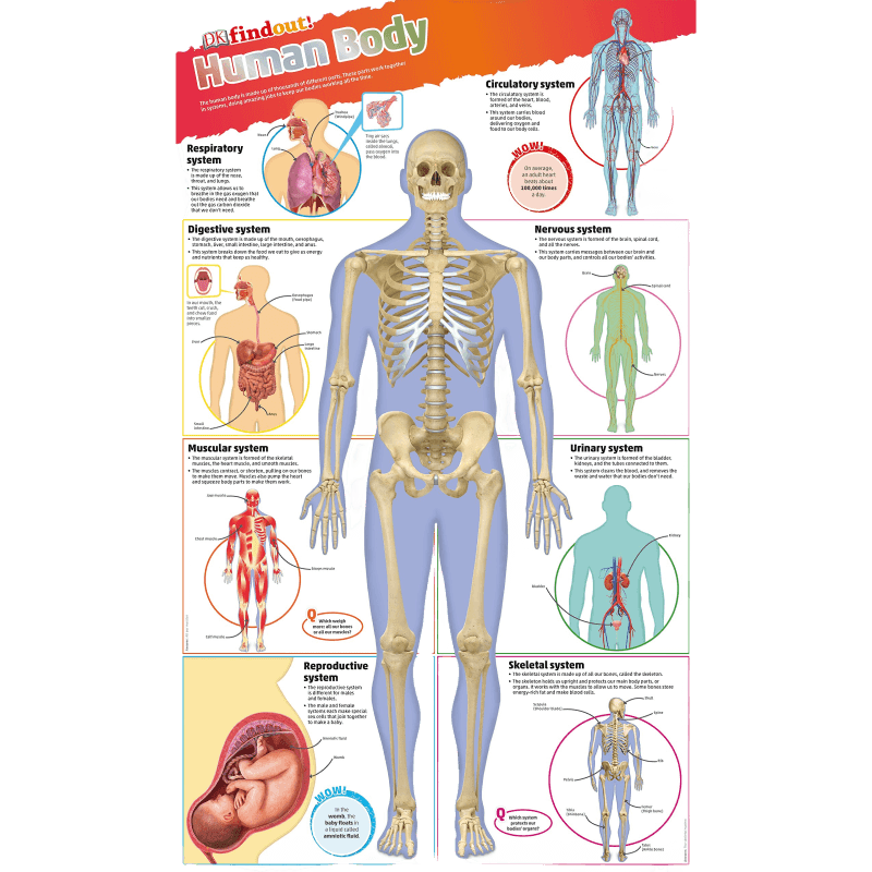 英文原版 DKfindout Human Body Poster DK发现系列 人类身体 科普学习挂图海报 英文版 进口英语原版书籍儿童外文书