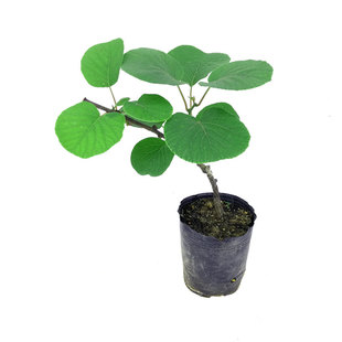 猕猴桃果树苗 红心绿心黄心猕猴桃嫁接苗 南北方种植奇异果树苗