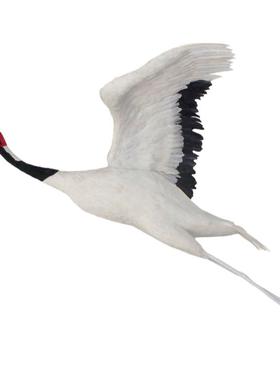 丹顶鹤拍摄纯手工园林装饰摆件