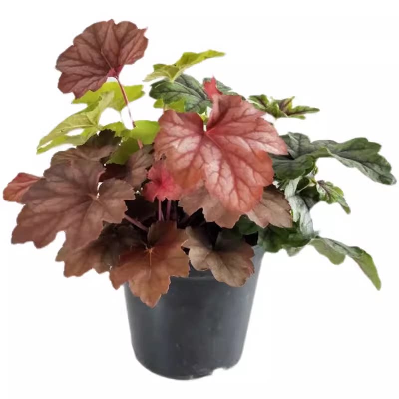 矾根花苗植物盆栽多色观叶观花花桌面绿植