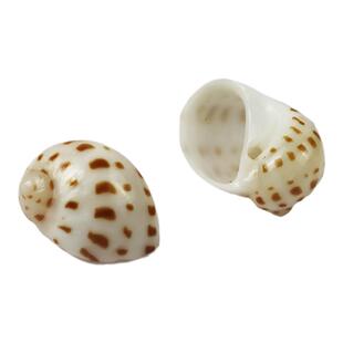 天然海螺贝壳小花点螺寄居蟹壳鱼缸造景水族箱装饰手工DIY材料