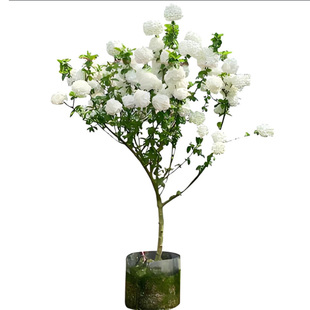 中华木绣球斗球树苗老桩白麻球苗庭院别墅耐寒盆栽风景树绣球花苗