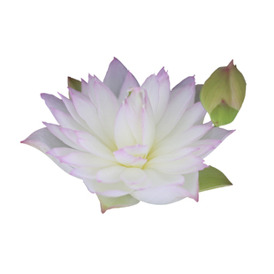 《处子落》微型碗莲种藕姜永慧微莲苑丰花小盆易养禅意荷花根苗