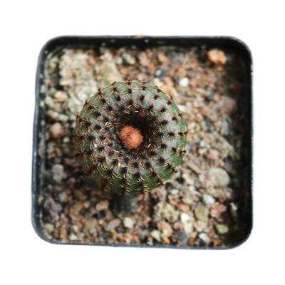 花田舍好养开花美观仙人球貂之子