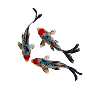 兰花草金鱼冷水鱼观赏鱼鱼缸易存活淡水鱼自来水可养纯种小鱼苗