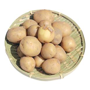 正宗恩施小土豆2024年新鲜5斤整箱湖北富硒迷你高山黄心土豆洋芋
