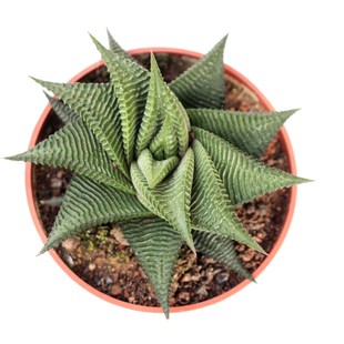 硬叶十二卷 冷门多肉植物组合套餐 绿植好养小盆栽鹰爪稀缺琉璃殿