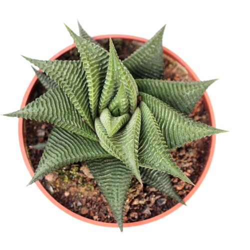 硬叶十二卷 冷门多肉植物组合套餐 绿植好养小盆栽鹰爪稀缺琉璃殿