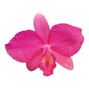 番茄雅韵堂(C.Rubin X wittigiana) 'Cute'小酷雨林缸迷你卡特兰