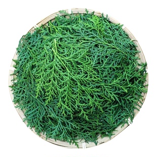 野生侧柏叶新鲜扁柏叶结婚洗头养发护发泡酒柏树枝叶熏腊肉优质