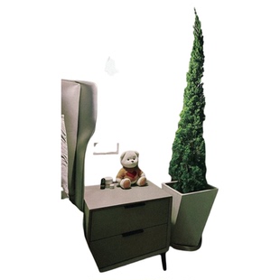 圣诞树苗 龙柏苗 松树苗四季常 塔松树苗 圣诞树型