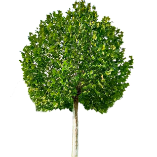 梧桐树树苗青桐法桐南北方种植四季常青庭院景观树悬铃木绿化苗木