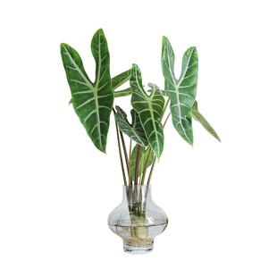 种花的大象银脉剑叶海芋水培热带绿植室内办公桌植物大仙好养