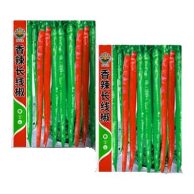辣椒种子大全螺丝椒种子
