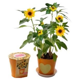 牵牛花种子迷你儿童种植小盆栽学生观察植物种花喇叭花孑籽小花农