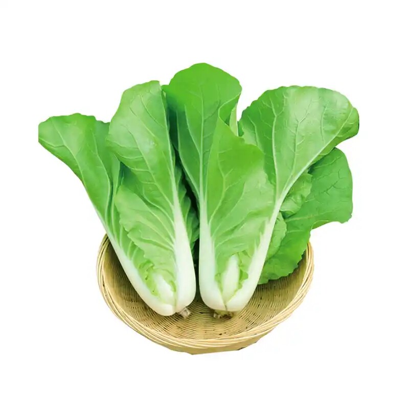 20天速生快菜种子早熟易种鲜嫩奶油小白菜种籽四季播农家蔬菜种孑