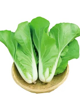 20天速生快菜种子早熟易种鲜嫩奶油小白菜种籽四季播农家蔬菜种孑