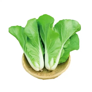 20天速生快菜种子早熟易种鲜嫩奶油小白菜种籽四季播农家蔬菜种孑