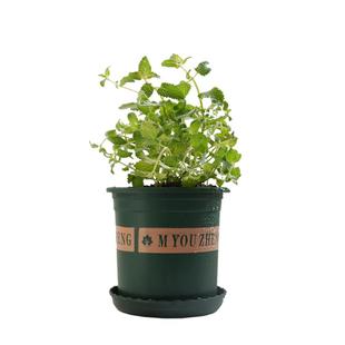 猫薄荷已种好猫草盆栽食用种子猫草粉食草磨牙零食猫咪用品球