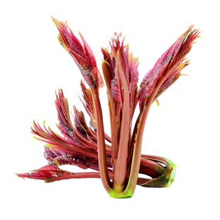 顺丰速运！现摘四川当季香椿芽新鲜香椿芽尖蔬菜香椿红油香椿春天