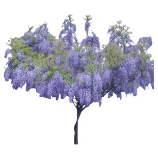 普罗旺斯紫藤花苗爬藤植物紫滕花树苗庭院盆景紫腾大树苗四季开花