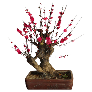 梅花盆栽原生红梅盆景花卉植物苗腊梅树冬季耐寒花苗老桩室内好养