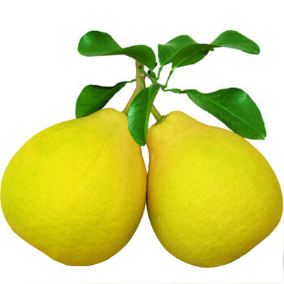 梅州沙田柚子50斤包邮