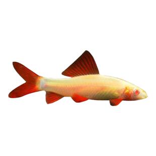 金苔鼠鱼彩虹鲨粉红鲨鱼黑线小猴飞狐清道夫清洁工除藻鱼饲料残渣