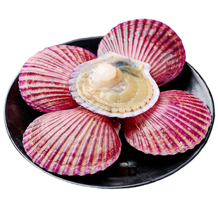 扇贝鲜活红贝鲜活特大港湾贝夏夷贝贝类海鲜批发现捕现发包鲜包肥