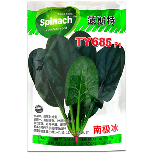 四季耐寒秋冬季肉菠菜 大圆叶速生籽夏播特抗热波斯特F1菠菜种子