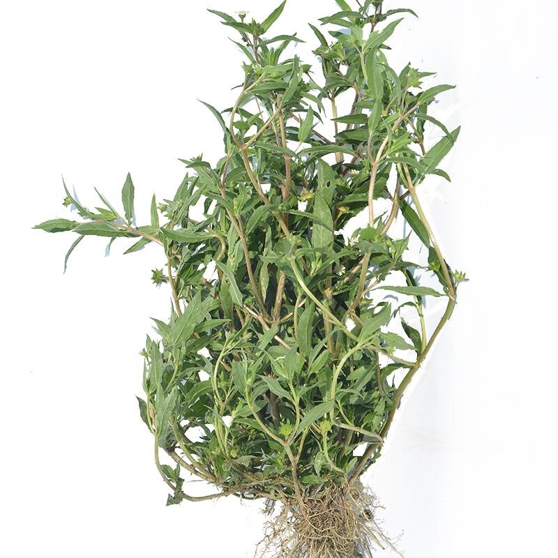新鲜墨旱莲乌田草旱莲草墨水草莲子草乌心草鳢肠金陵草旱莲子包邮
