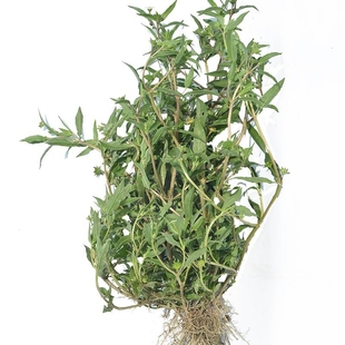 新鲜墨旱莲乌田草旱莲草墨水草莲子草乌心草鳢肠金陵草旱莲子包邮
